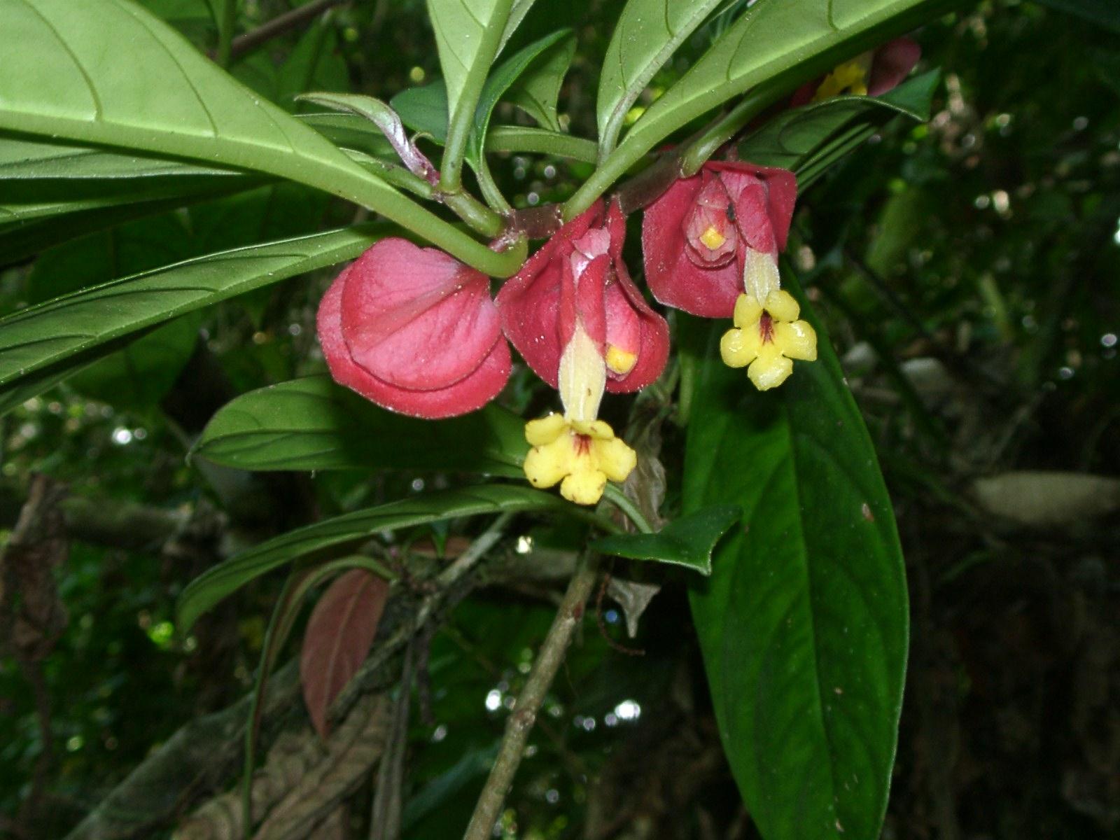 Drymonia coccinea